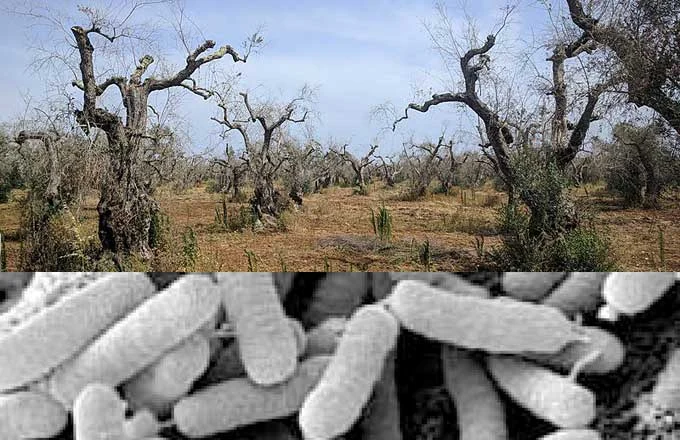 Xylella, Corte Europea condanna l’Italia: "Non ha attuato le misure per impedire la diffusione del batterio" 1 Xylella nel Salento