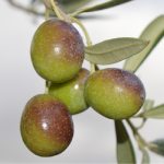 Agrisana promuove gli oli certificati siciliani di qualità ad Olio Capitale 2 olive agrisana
