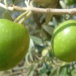 Agrisana promuove gli oli certificati siciliani di qualità ad Olio Capitale 3 olive agrisana 2
