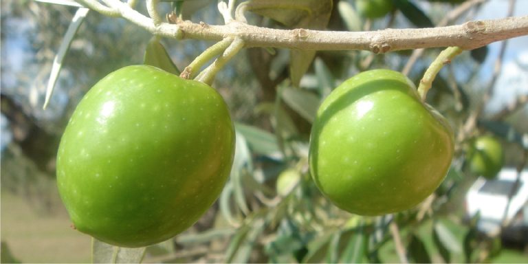 olive-agrisana-2