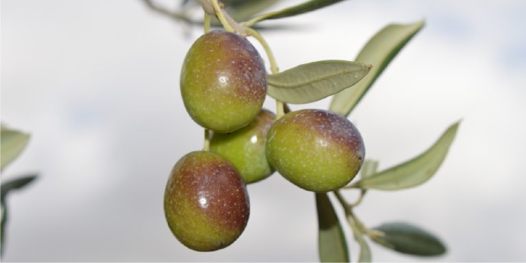 olive-agrisana