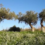 Agrisana promuove gli oli certificati siciliani di qualità ad Olio Capitale 4 ulivi agrisana 1