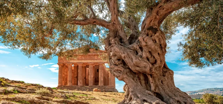 olio-evo-riti-agrigento