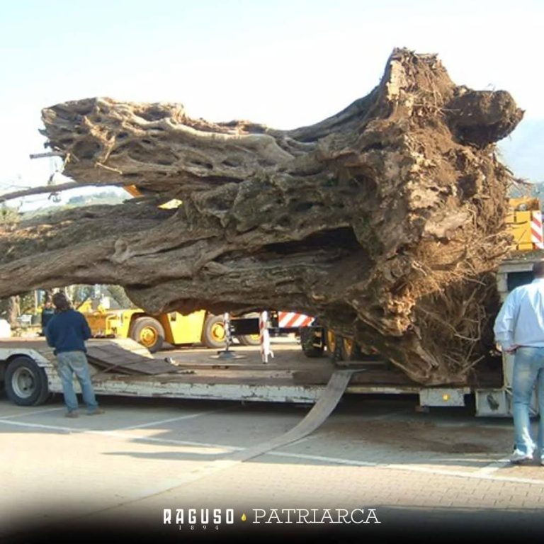 La Puglia adotta il "Patriarca" dell’Aspromonte 3 patriarca aspromonte gravina puglia