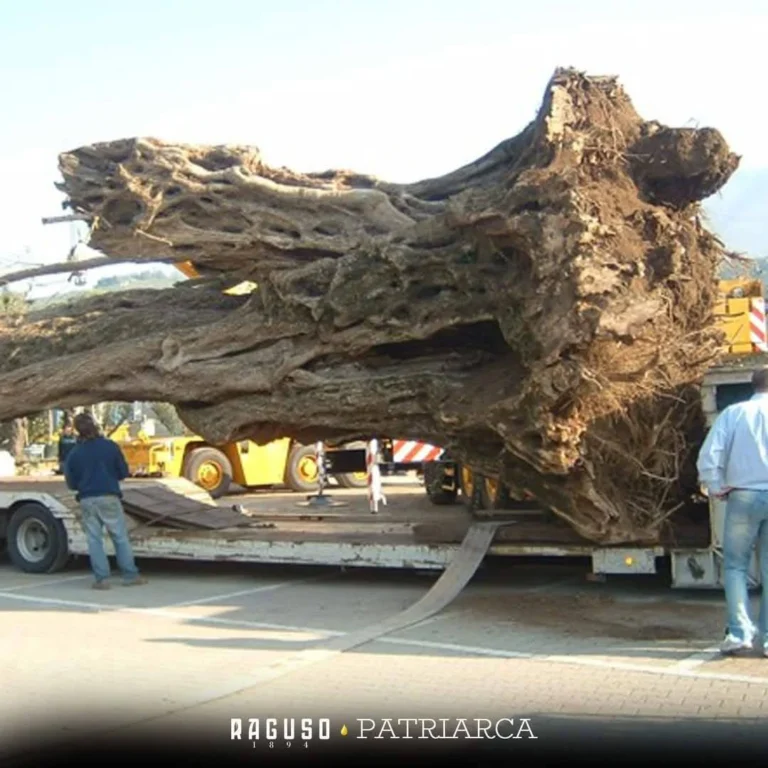La Puglia adotta il "Patriarca" dell’Aspromonte 1 patriarca aspromonte gravina puglia