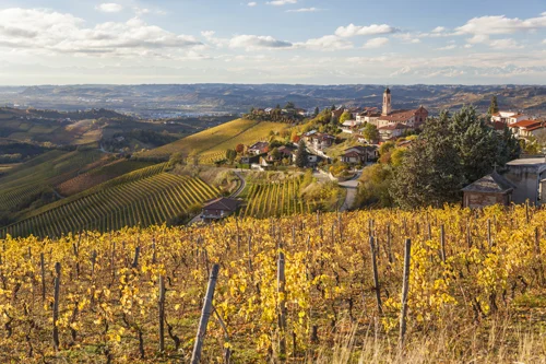 Non tutti lo sanno, ma un tempo il Piemonte era terra di olivi 1 ulivi e olivicoltura in pie