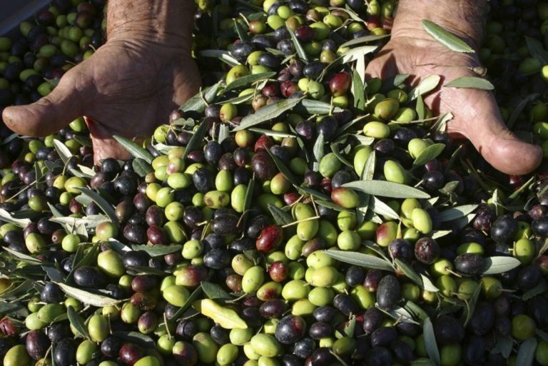 Selezione regionale degli Oli Extravergine d’oliva Dop e Igp della Toscana 2025 4 Olive Toscana