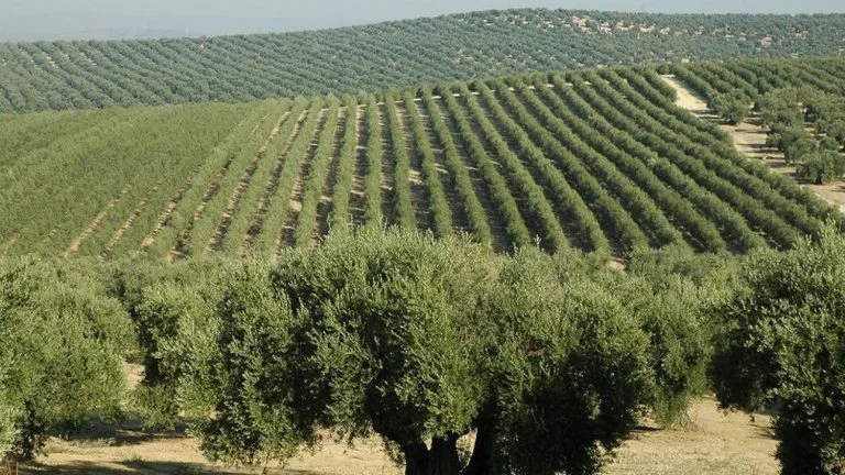 Ecocidio ad Alentejo: l'olivicoltura superintensiva distrugge il paesaggio 1 uliveto superintensivo 1