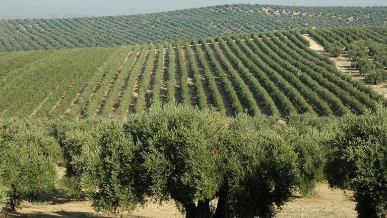Ecocidio ad Alentejo: l'olivicoltura superintensiva distrugge il paesaggio 2 uliveto superintensivo 1