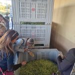 donne olive