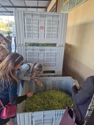 olive-nel-cestone