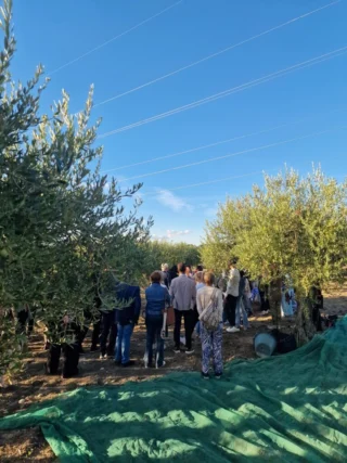 raccolta-olive