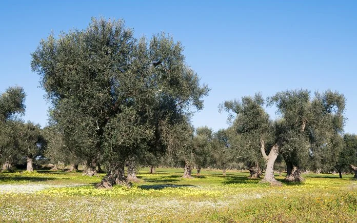 Olio d'Oliva: tendenze stabili nei prezzi e aumento della raccolta in Italia 1 Oliveto