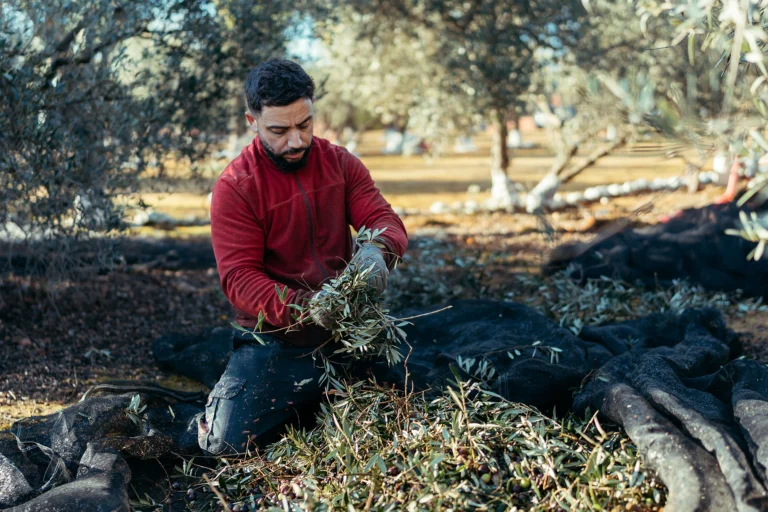 Olio Tunisino segna + 56,7% di export nel 2026. L'Italia è il secondo paese importatore dalla Tunisia 1 tunisino olive 1