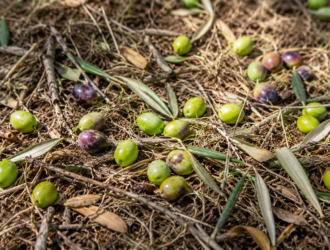 cascola olive
