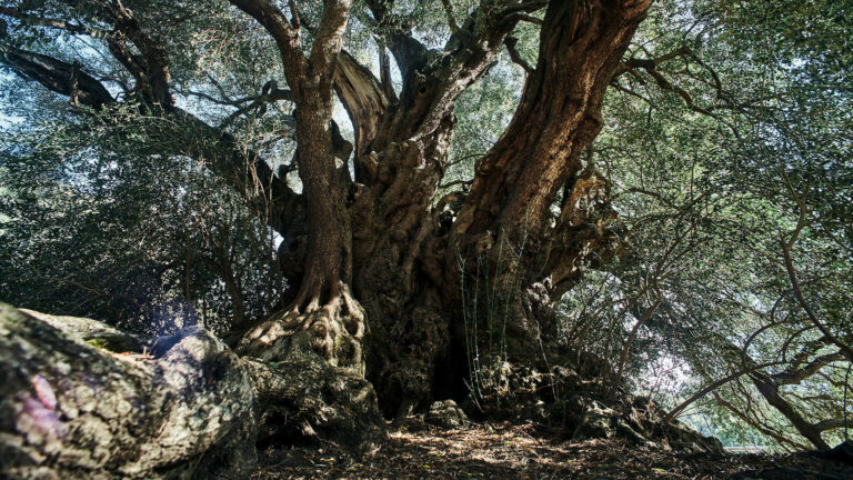 Alberi monumentali d’Italia, l’olivastro di Luras è un patriarca millenario: fino a 4.000 anni di storia 5 olivastro luras