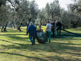 raccolta olive 1