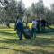 raccolta olive 1