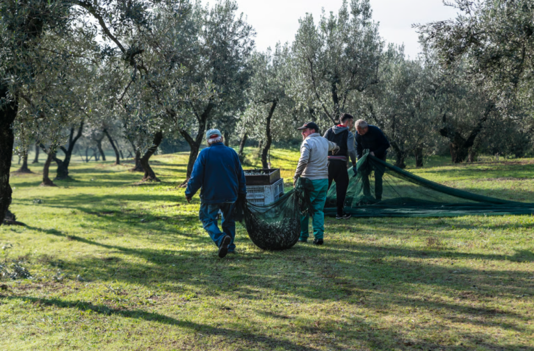 raccolta olive 1