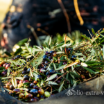 raccolta olive 2026