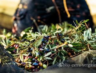 raccolta olive 2026
