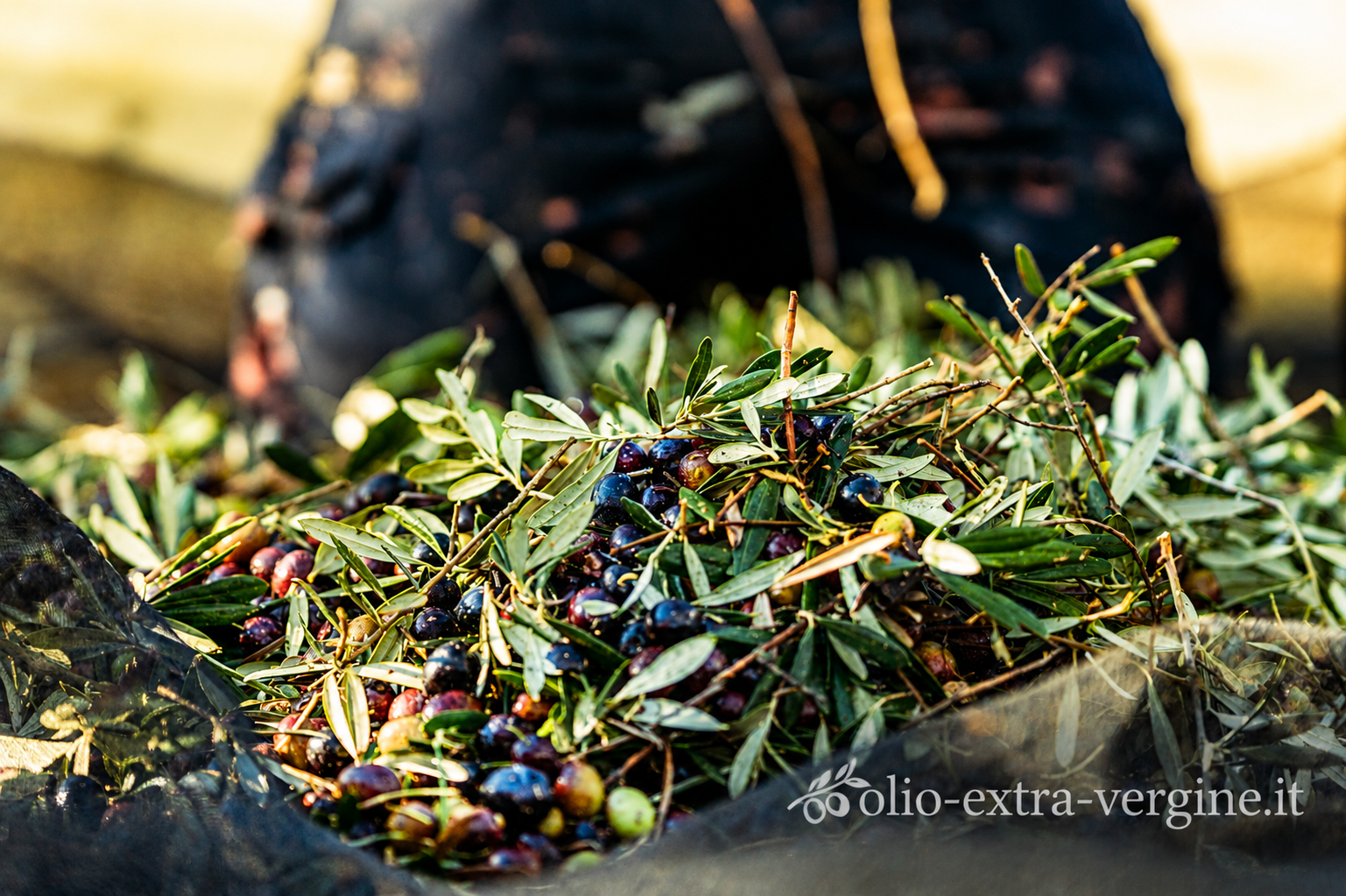 Raccolta olive 2026: previsioni sulla produzione di olio in Italia e prezzi della nuova campagna 1 raccolta olive 2026