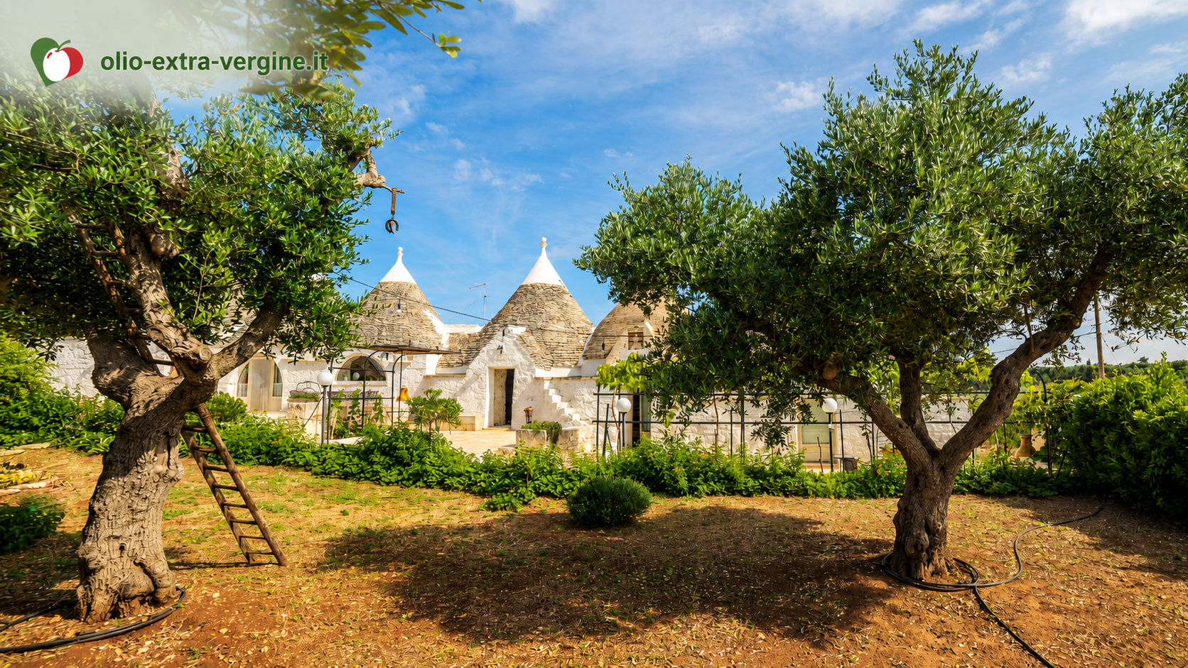 Olio italiano, Puglia e Calabria chiedono lo stato di crisi: oltre 60 mila tonnellate di EVO in giacenza. Ma qual è il vero problema? 1 ulivi trulli