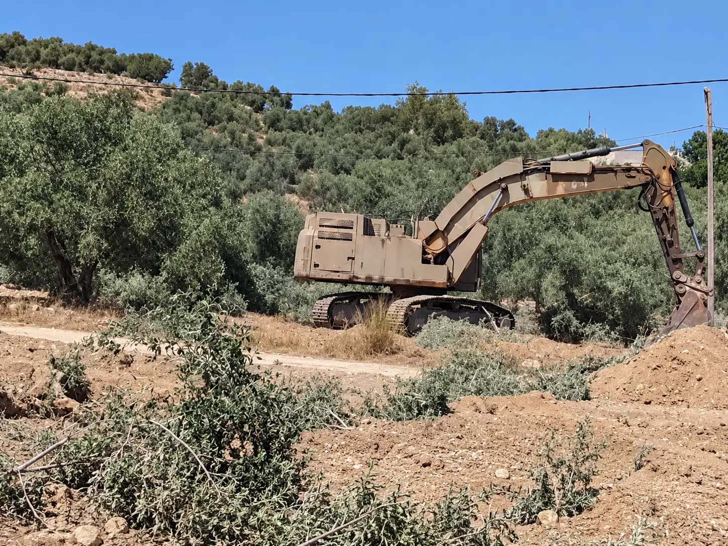 Cisgiordania, la guerra degli ulivi: militari israeliani sradicano gli ulivi prima della raccolta 1 1