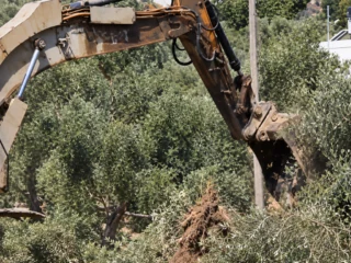 Cisgiordania, la guerra degli ulivi: militari israeliani sradicano gli ulivi prima della raccolta 13 2