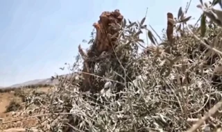 Cisgiordania, la guerra degli ulivi: militari israeliani sradicano gli ulivi prima della raccolta 7 gallery_03_migliorata