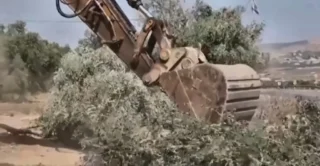 Cisgiordania, la guerra degli ulivi: militari israeliani sradicano gli ulivi prima della raccolta 5 gallery_04_migliorata
