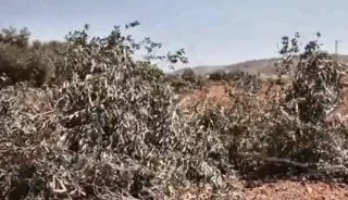 Cisgiordania, la guerra degli ulivi: militari israeliani sradicano gli ulivi prima della raccolta 9 gallery_08_migliorata