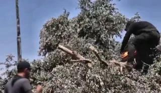 Cisgiordania, la guerra degli ulivi: militari israeliani sradicano gli ulivi prima della raccolta 10 gallery_09_migliorata