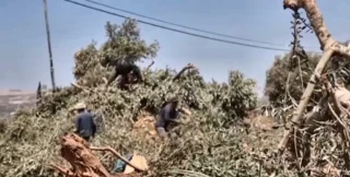 Cisgiordania, la guerra degli ulivi: militari israeliani sradicano gli ulivi prima della raccolta 11 gallery_10_migliorata