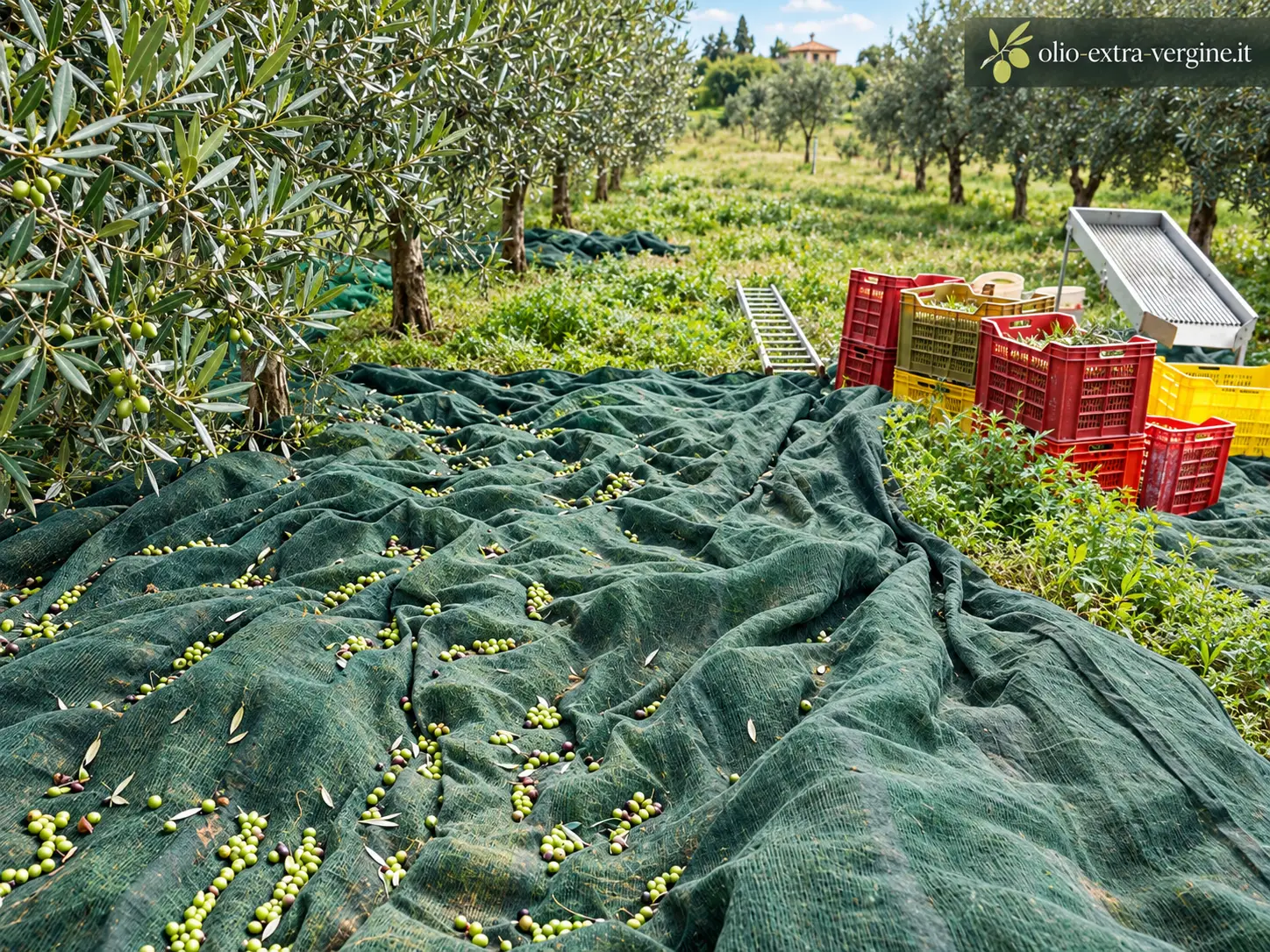 Prezzo olive 2026: quanto valgono oggi le olive da olio al kg? 1 olive 2026