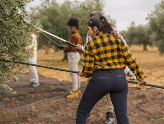Raccolta manuale delle olive in un oliveto con abbacchiatori