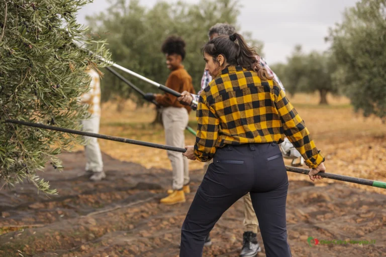 Raccolta olive: come assumere un lavoratore e quanto costa 1 Raccolta manuale delle olive in un oliveto con abbacchiatori