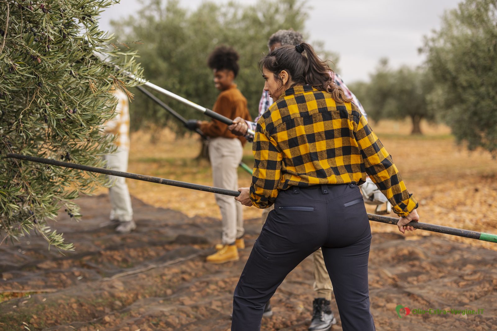 Raccolta manuale delle olive in un oliveto con abbacchiatori