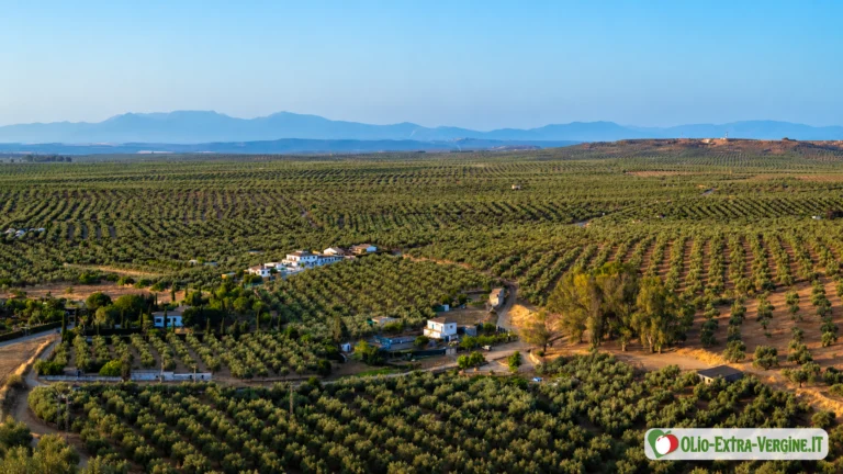 Andalusia, attese 1,26 milioni di tonnellate di olio: extravergine a 3,55 euro/kg 1 ulivi andalusia