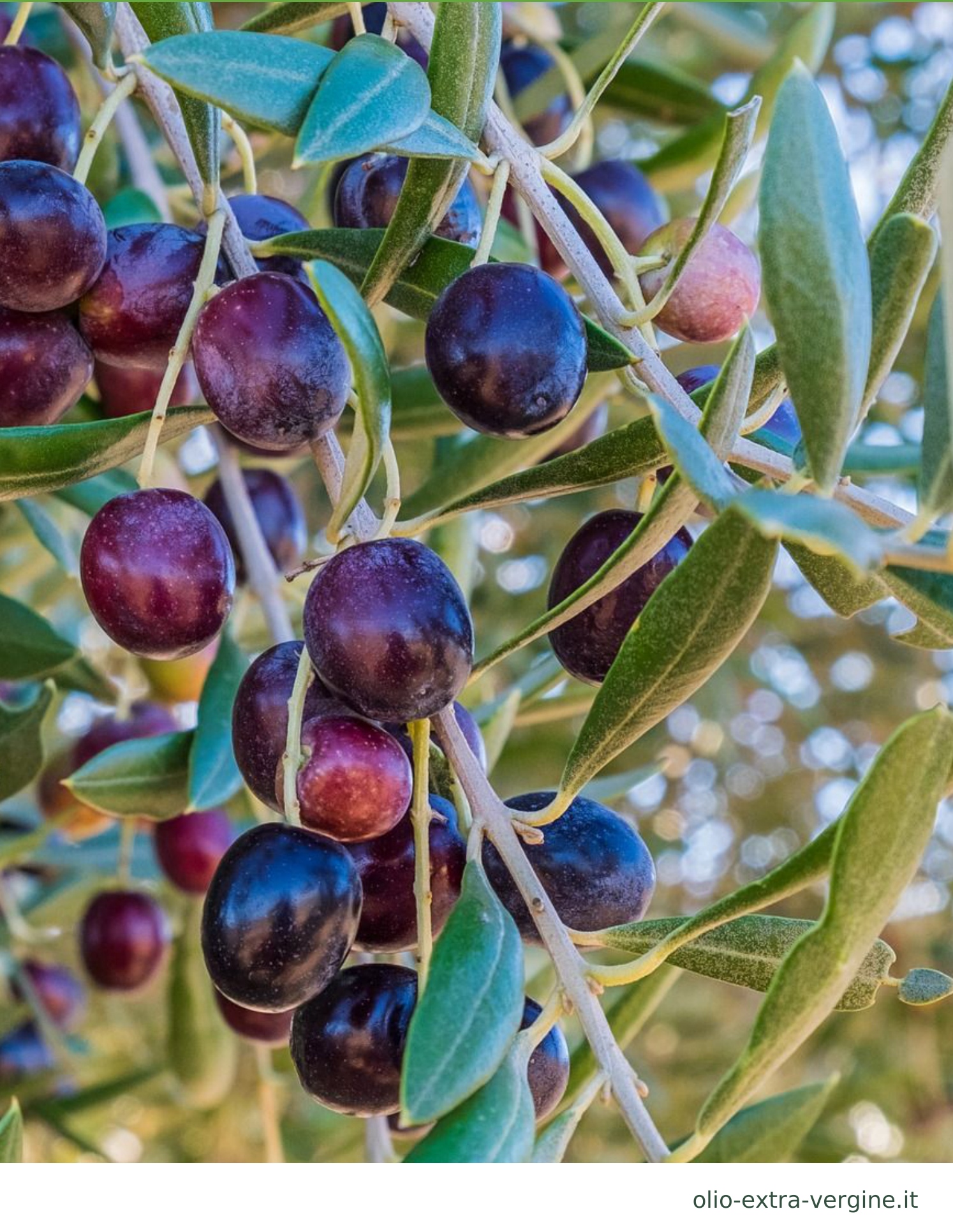 Andalusia, produzione di olio 2026/2027: previsioni, prezzi e grafici 2 Olive sull’albero: fotografia contenuta nel rapporto della Junta de Andalucía.