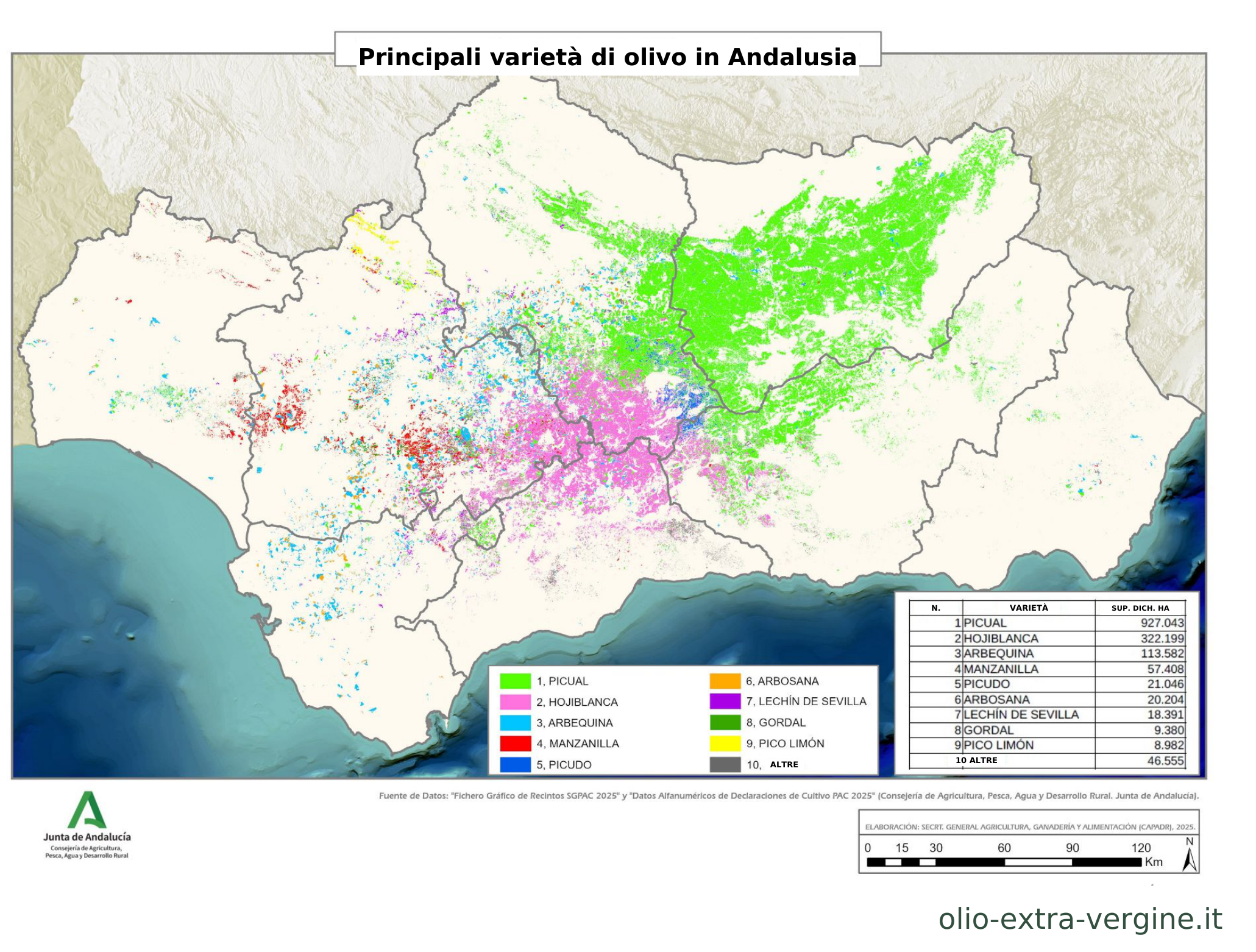 Andalusia, produzione di olio 2026/2027: previsioni, prezzi e grafici 4 Carta delle principali varietà di olivo coltivate in Andalusia.