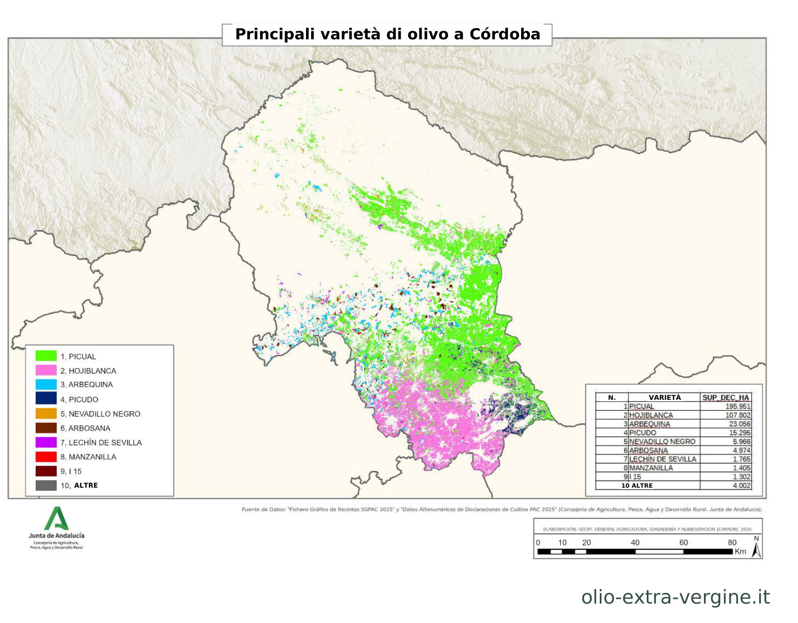 Andalusia, produzione di olio 2026/2027: previsioni, prezzi e grafici 14 Distribuzione delle varietà di olivo nella provincia di Córdoba.