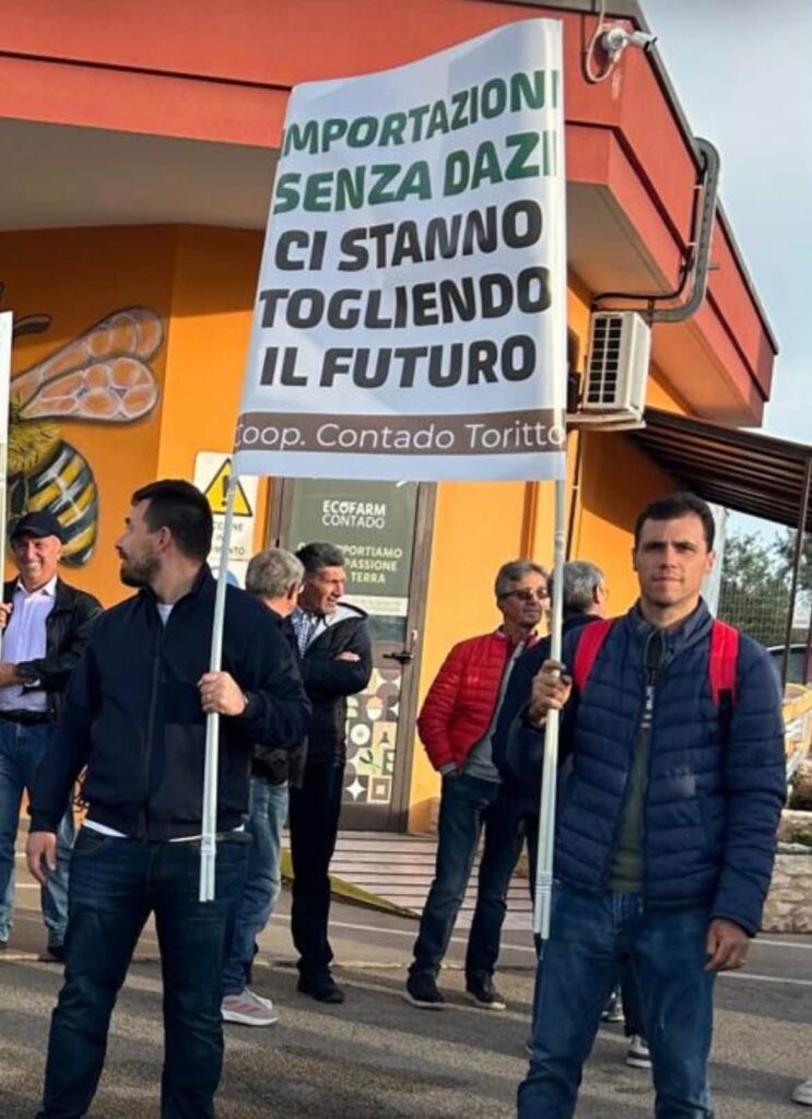 Bari, protesta olivicoltori: non copriamo nemmeno i costi di produzione 5 senza futuro Proteste degli agricoltori a Bari