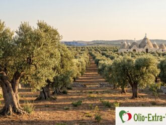 uliveto puglia